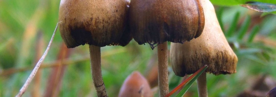 Champignon magique
